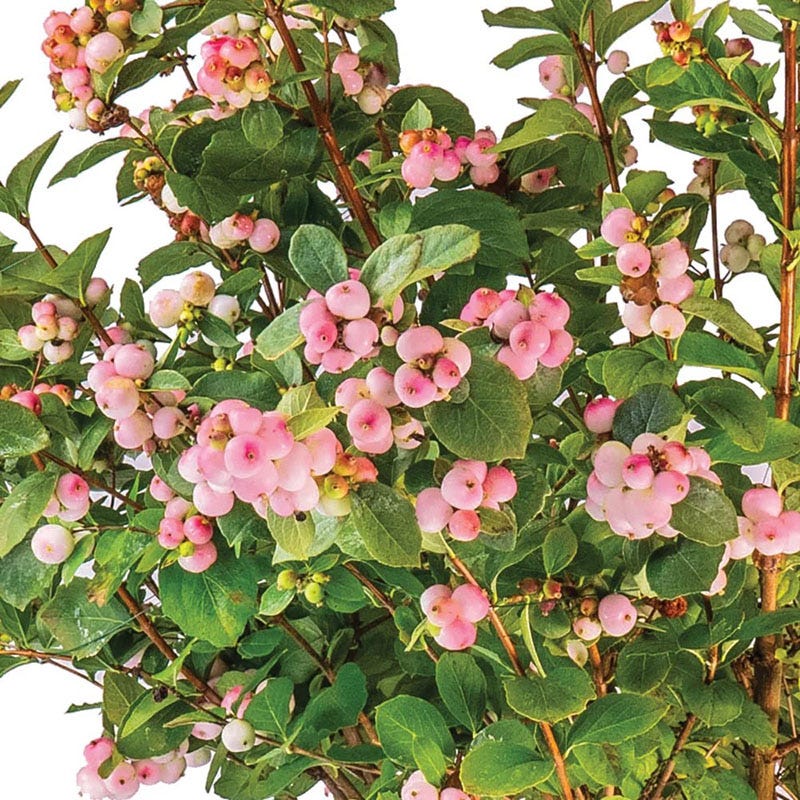 Pink Posy Snowberry | American Meadows