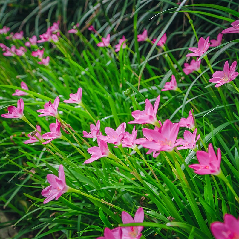 pink rain lily flower Pink Rain Lily