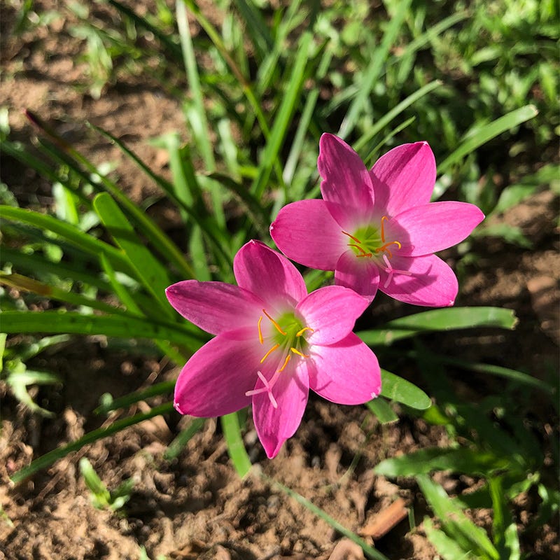 fairy lily flower Pink Rain Lily
