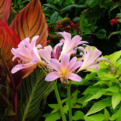 white surprise lily Pink Surprise Lily, Lycoris squamigera