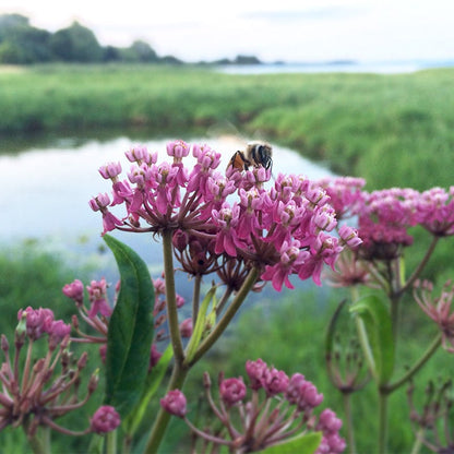 Swamp Milkweed Seeds