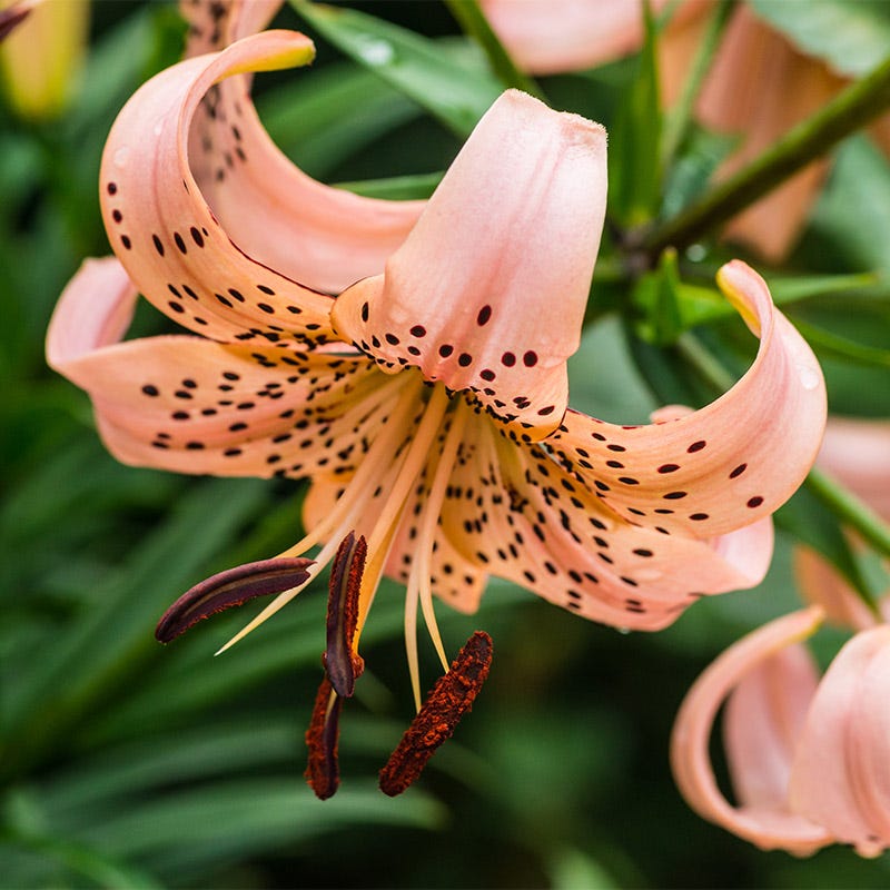 tiger lily dd Pink Tiger Lily Bulbs, Lilium