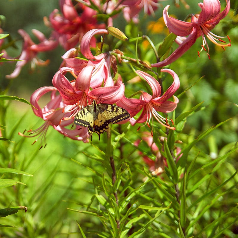 Pink Tiger Lily Bulbs, Lilium