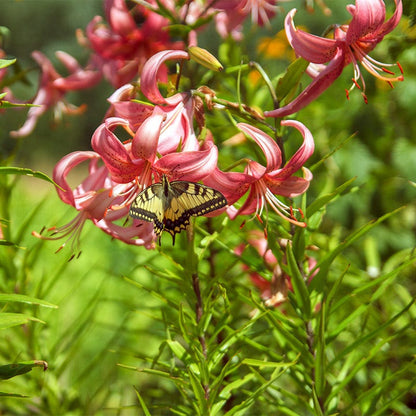 Pink Tiger Lily Bulbs