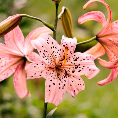 tiger lily garden Pink Tiger Lily Bulbs, Lilium