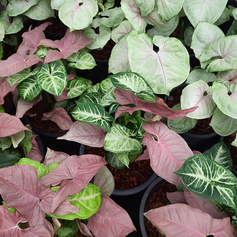 Shade Porch Pink Bulb Collection