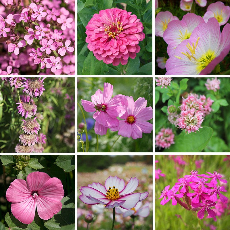 cool seeds to plant Cool Color Wildflower Seed Patchwork | Blue/Pink/Purple