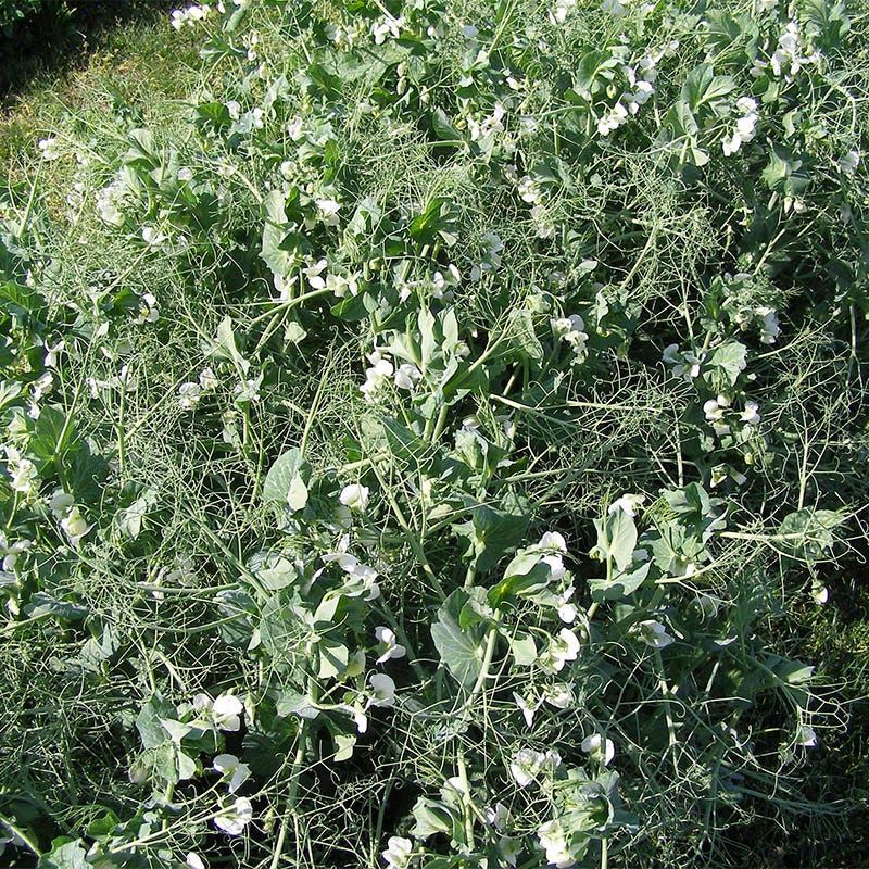 Austrian Winter Pea Seeds