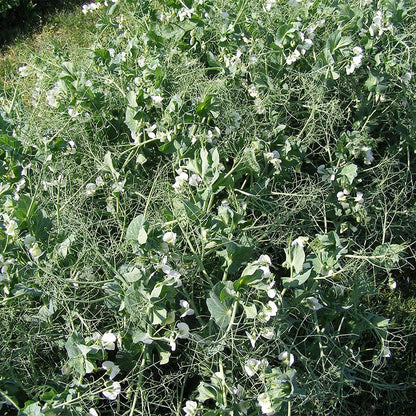 Austrian Winter Pea Seeds