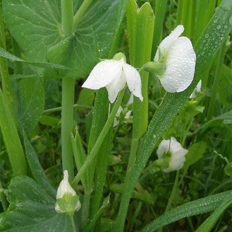 Austrian Winter Pea Seeds