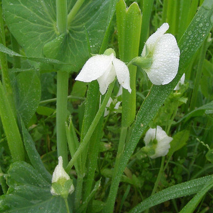 Austrian Winter Pea Seeds