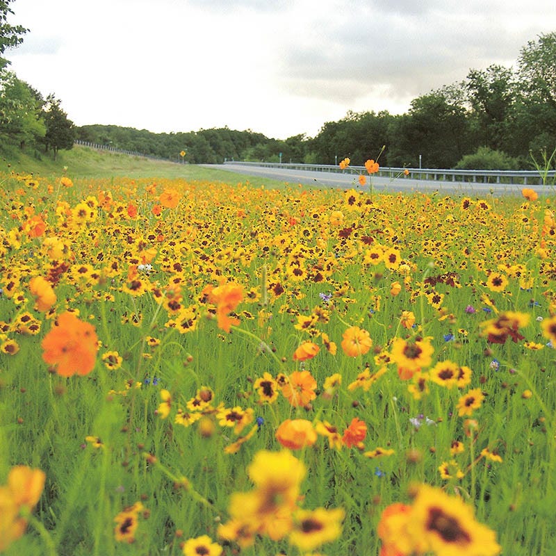 Plains Coreopsis Seeds