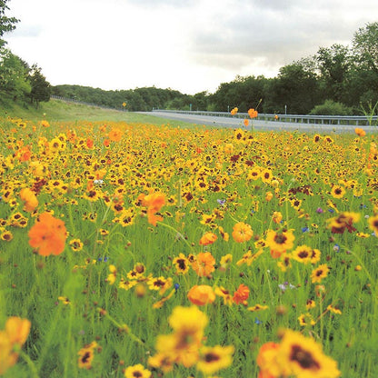 Plains Coreopsis Seeds