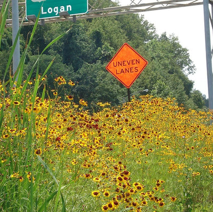 DOT Show Stopper Wildflower Seed Mix