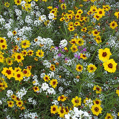 Deer Resistant Wildflower Seed Mix