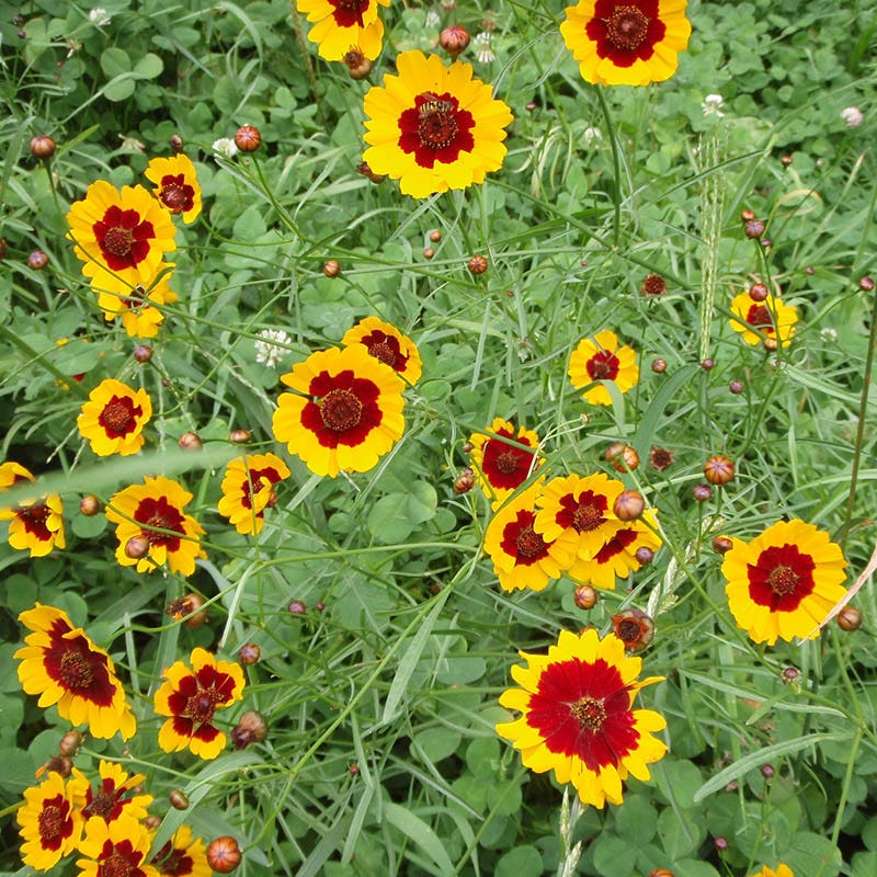 Plains Coreopsis Seeds