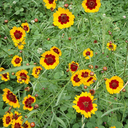 Plains Coreopsis Seeds