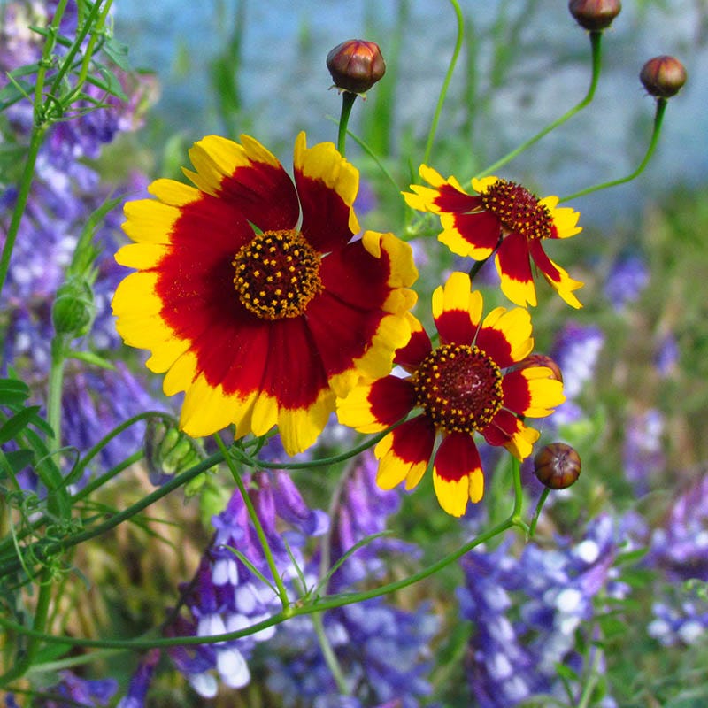 coreopsis flower seeds Plains Coreopsis Seeds | Red/Yellow