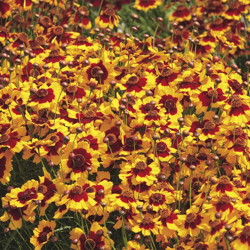 perennial wildflower seeds partial shade Partial Shade Wildflower Seed Collection