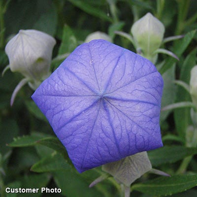 sentimental blue balloon flower seeds Sentimental Blue Balloon Flower
