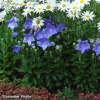 Sentimental Blue Balloon Flower