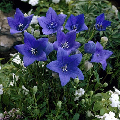 Sentimental Blue Balloon Flower