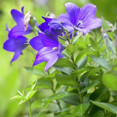 Sentimental Blue Balloon Flower