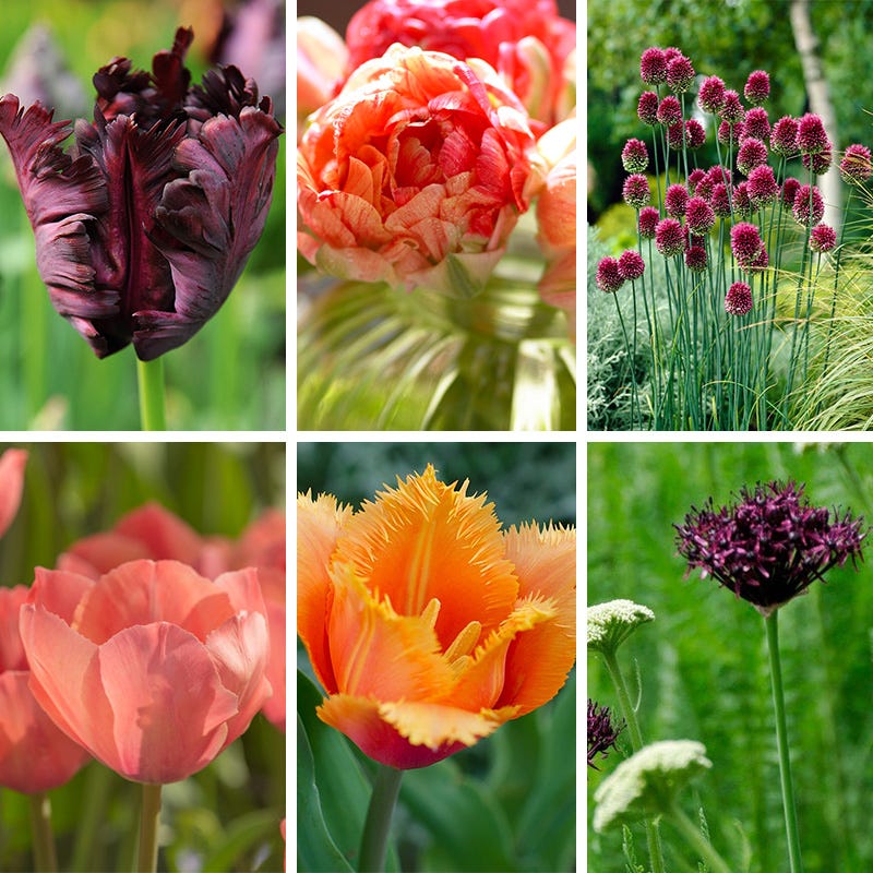 Plum Perfect Bulb Collection