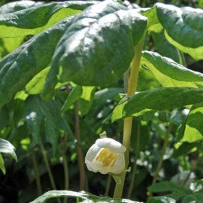 Mayapple
