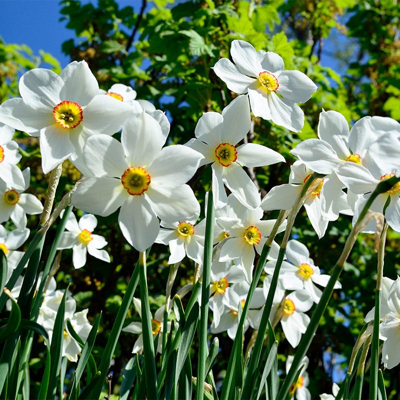 The Poet's Daffodil Actaea