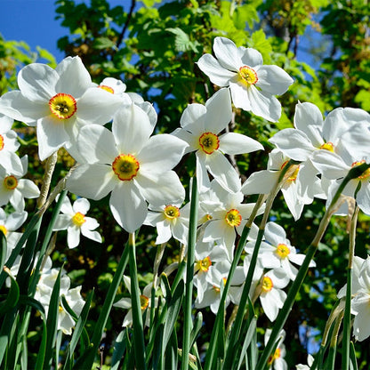 The Poet's Daffodil Actaea