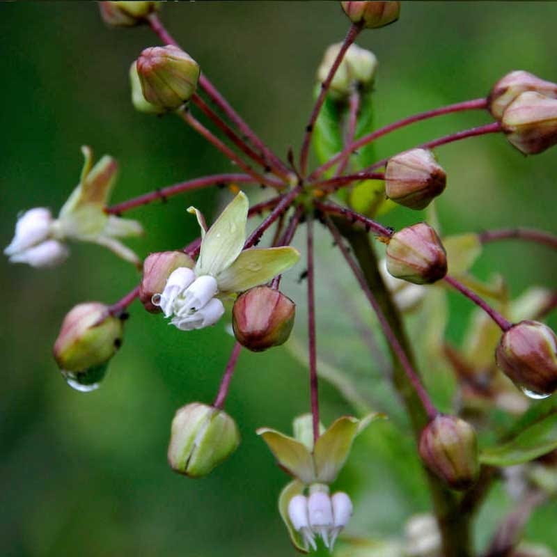 Poke Milkweed Seeds