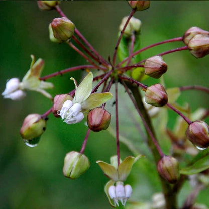 Poke Milkweed Seeds