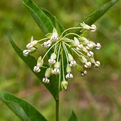 Poke Milkweed Seeds
