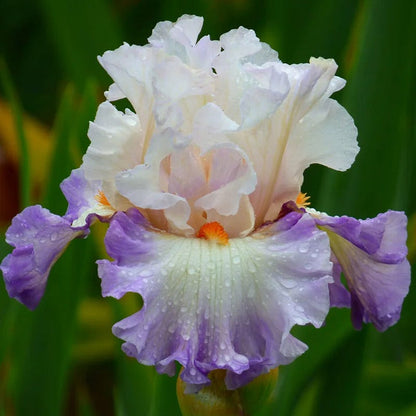 Ethereal Bearded Iris Collection