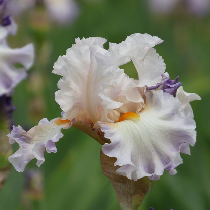 Polite Applause Bearded Iris