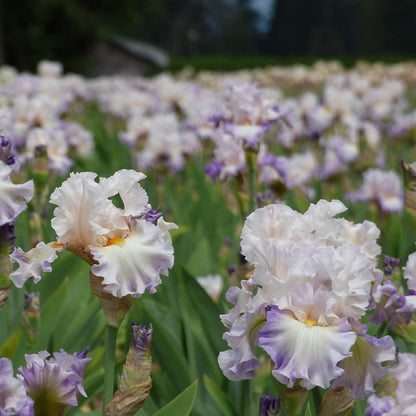 Polite Applause Bearded Iris