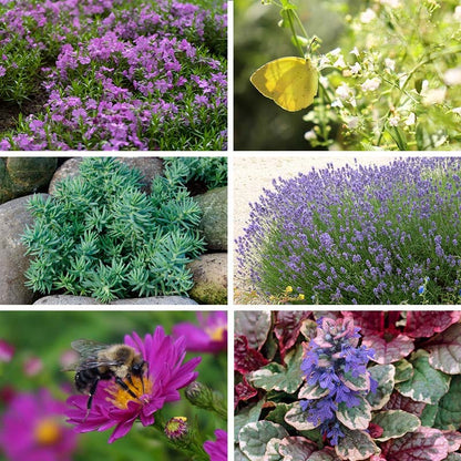 Pollinator Friendly Groundcover Collection