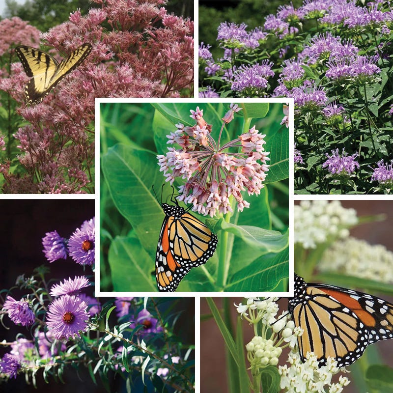 Pollinator Meadow Native Plant Collection