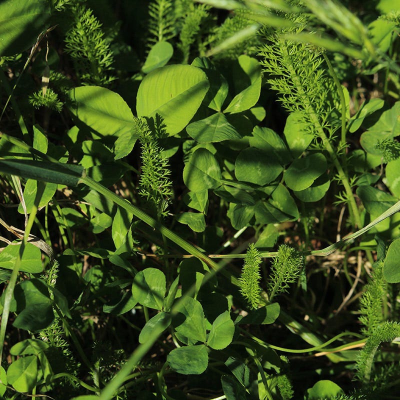 Pollinator Paradise Flowering Lawn Seed Mix