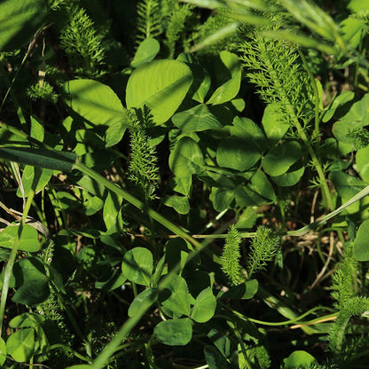 Pollinator Paradise Flowering Lawn Seed Mix