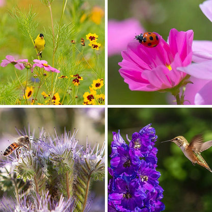 wildflower seeds for butterflies and bees Pollinator Habitat Wildflower Seed Collection