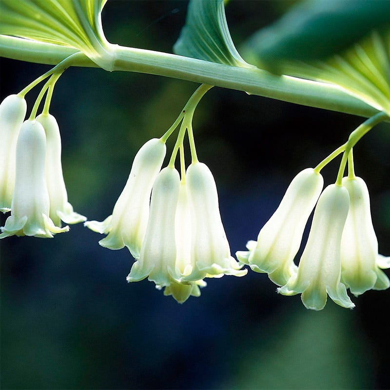 Solomon's Seal