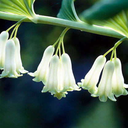 Solomon's Seal