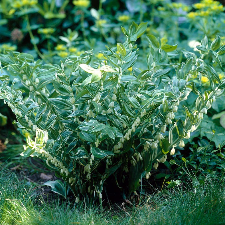 Variegated Solomon's Seal