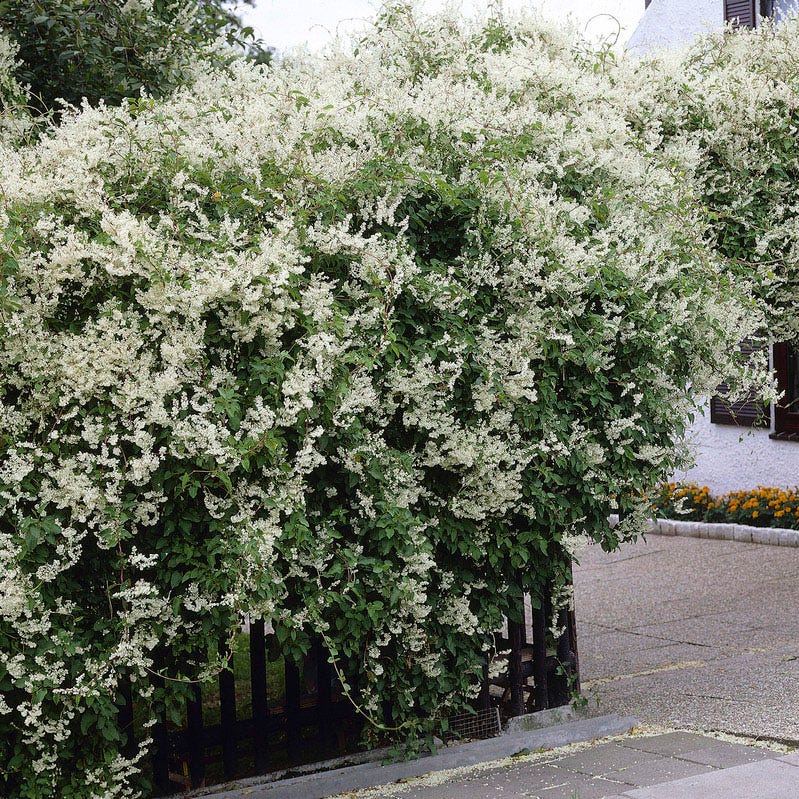 Coastal Cottage Pre-Planned Garden