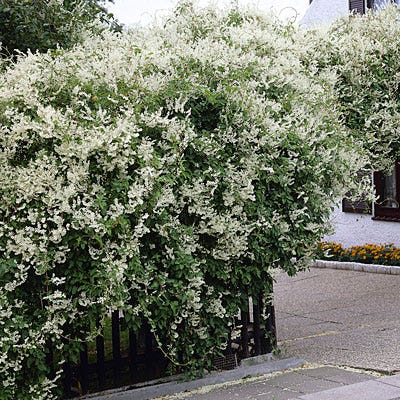 Silver Lace Vine