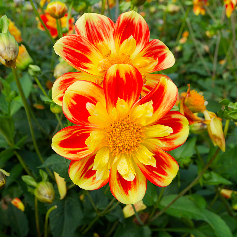 collarette dahlia seeds Pooh Collarette Dahlia