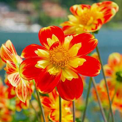 Pooh Collarette Dahlia