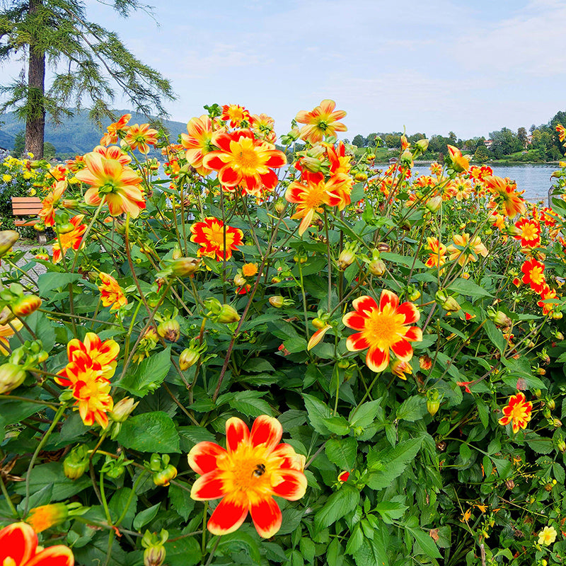 collarette dahlia seeds Pooh Collarette Dahlia